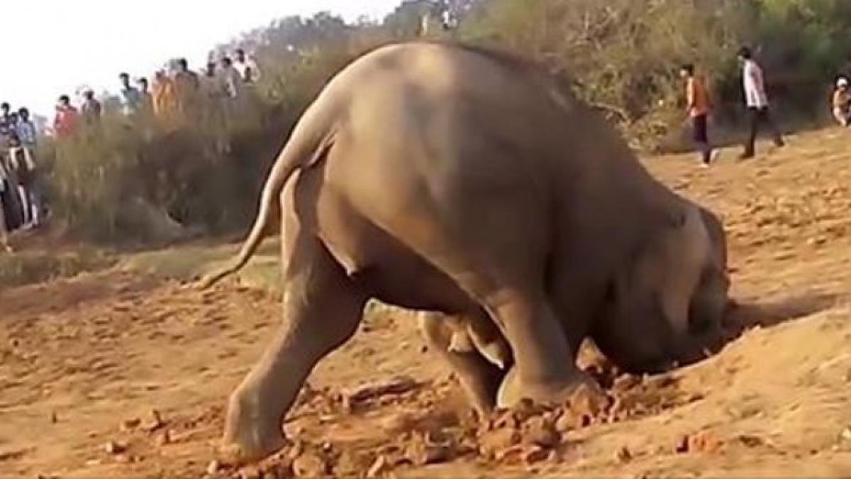un elefant a sapat timp de 11 ore in pamant nimeni nu se astepta sa dezgroape asa ceva video