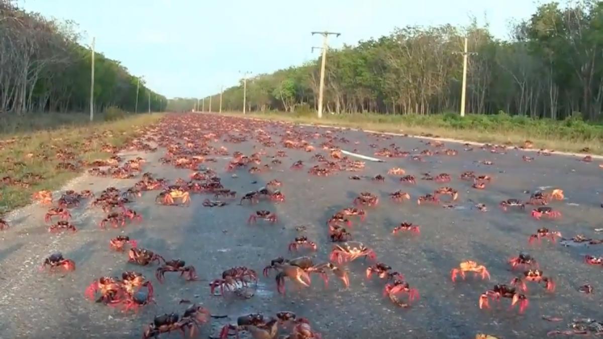 ce a aparut pe strazi dupa uraganul irma video