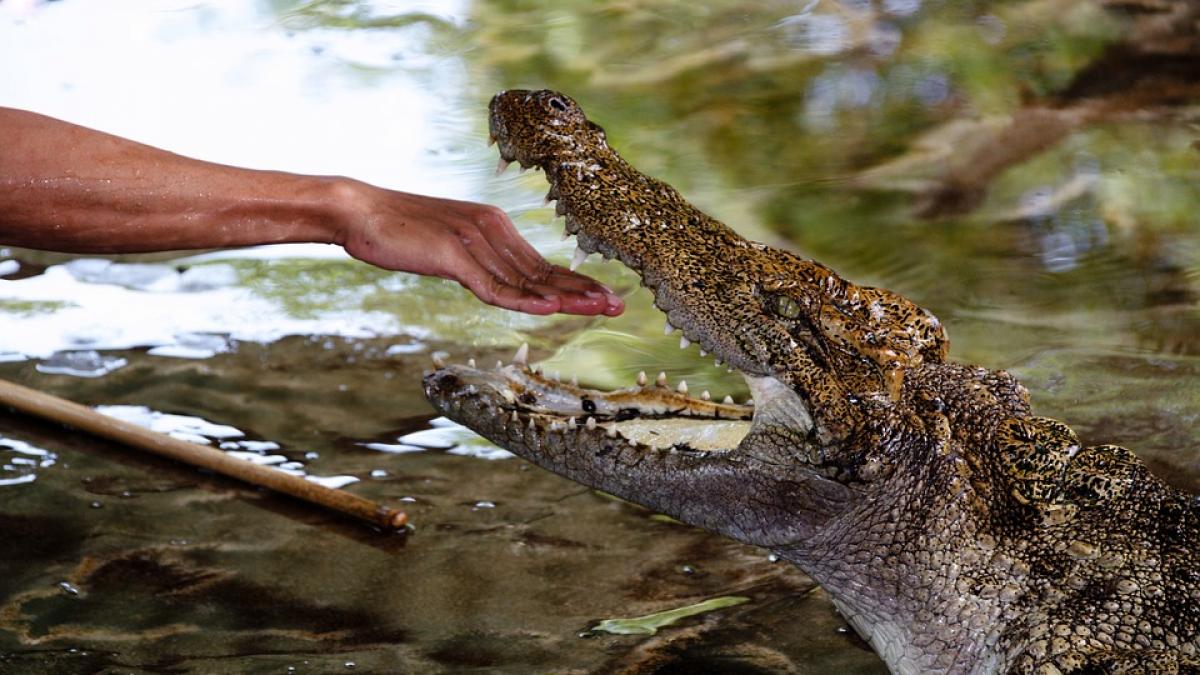 jurnalist financial times considerat mort dupa ce a fost tras sub apa de un crocodil in sri lanka