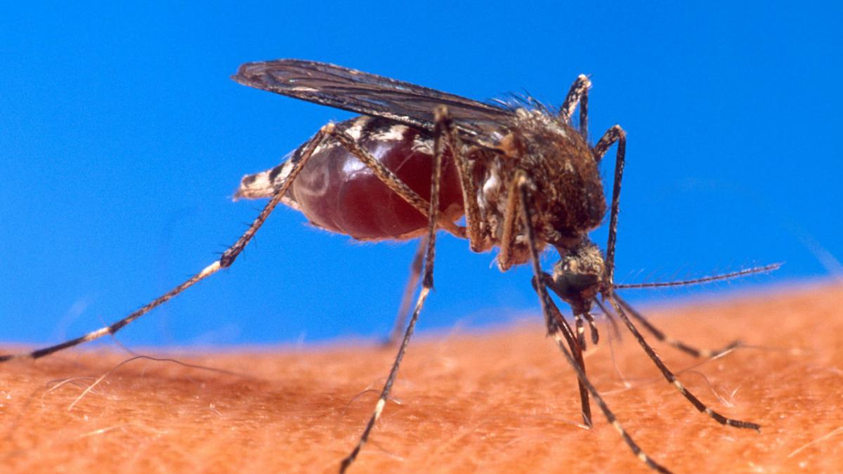 virusul west nile a mai facut o victima bilantul a ajuns la opt morti