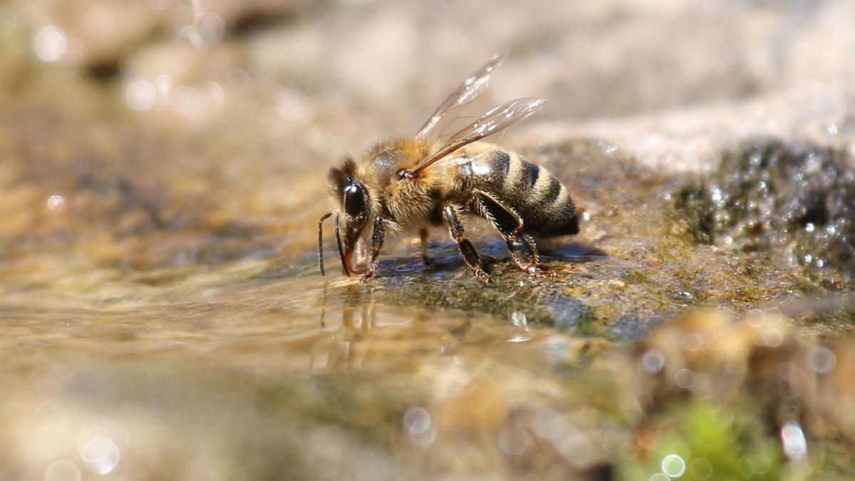 socant l a intepat albina si a murit in cateva minute sotia l a gasit fara suflare cazut pe strada