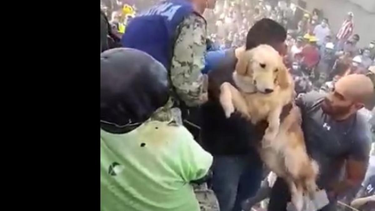 noi imagini dupa cutremurul din mexic reactia oamenilor cand un golden retriever este salvat video