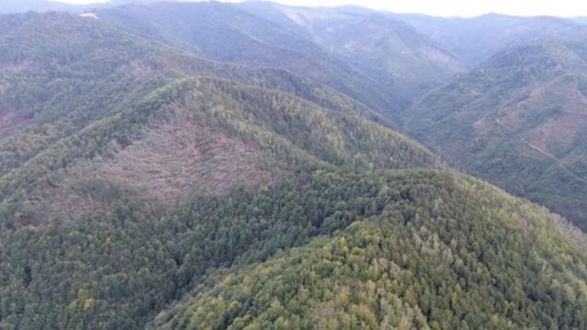 dezastru dupa fenomenele meteo extreme mii de hectare de padure au fost distruse video