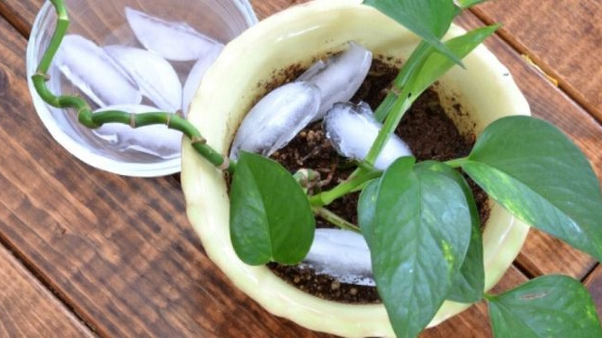 a pus cuburi de gheata la baza florilor din ghiveci ce s a intamplat dupa o saptamana