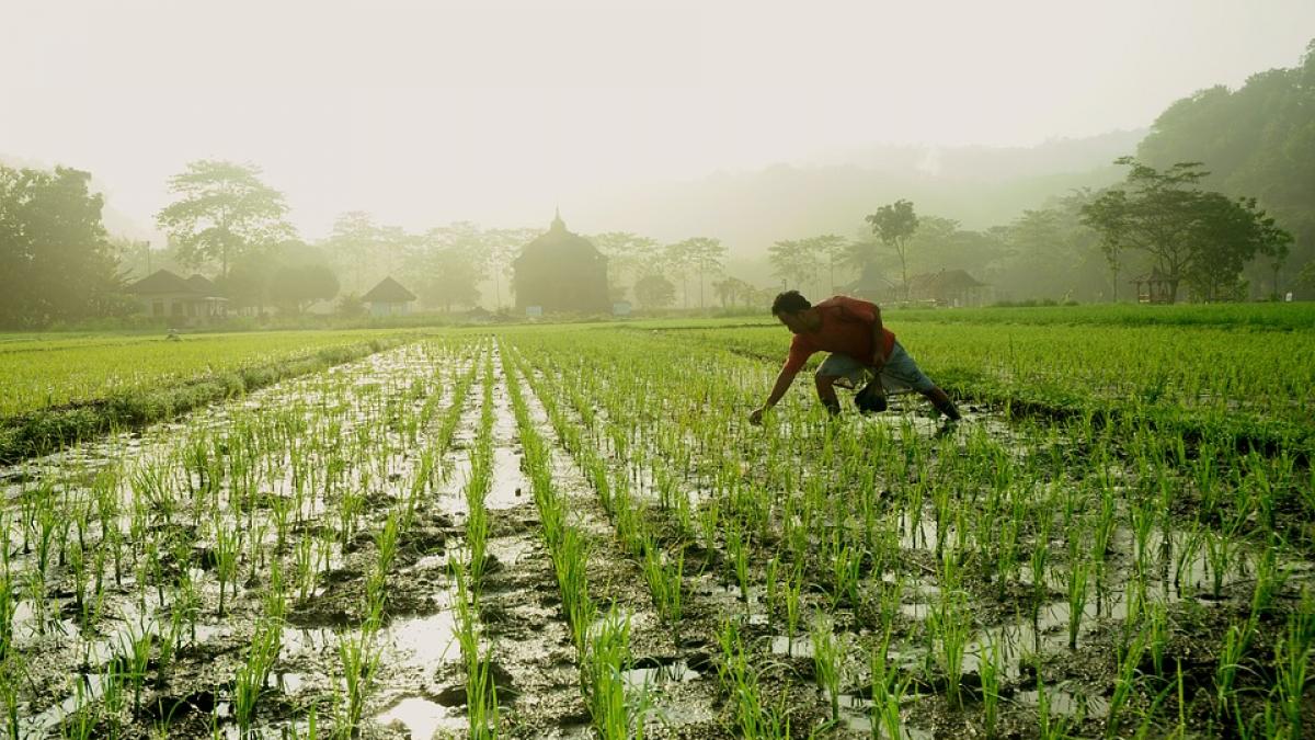 discriminarile fermierilor italieni ii plateau pe africani indieni si pe romani cu mai putin decat