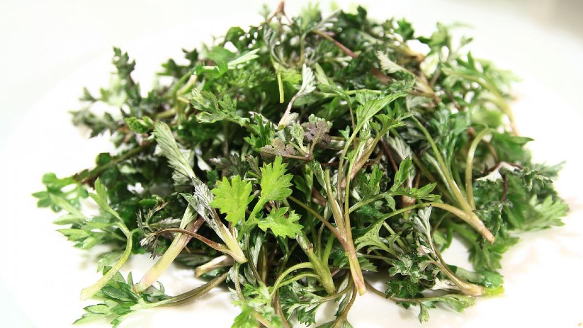 efectele miraculoase ale pelinului de ce trebuie sa consumi aceasta planta