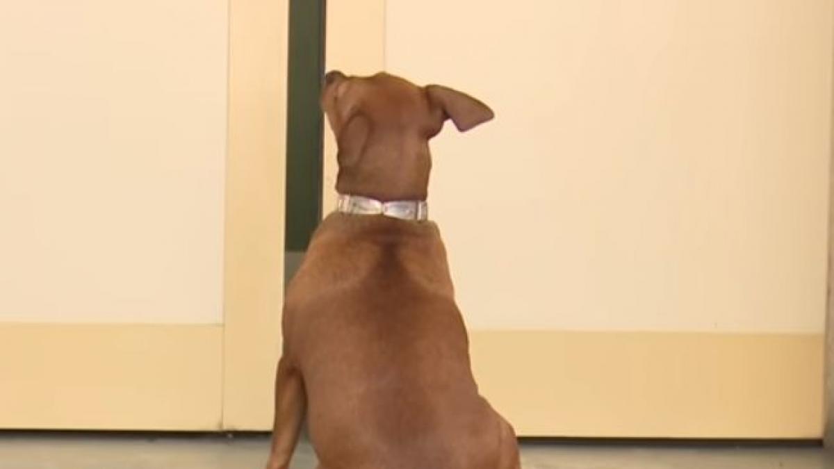 o catelusa si a asteptat stapanul ore in sir la usile unui spital din iasi gestul ei a impresionat