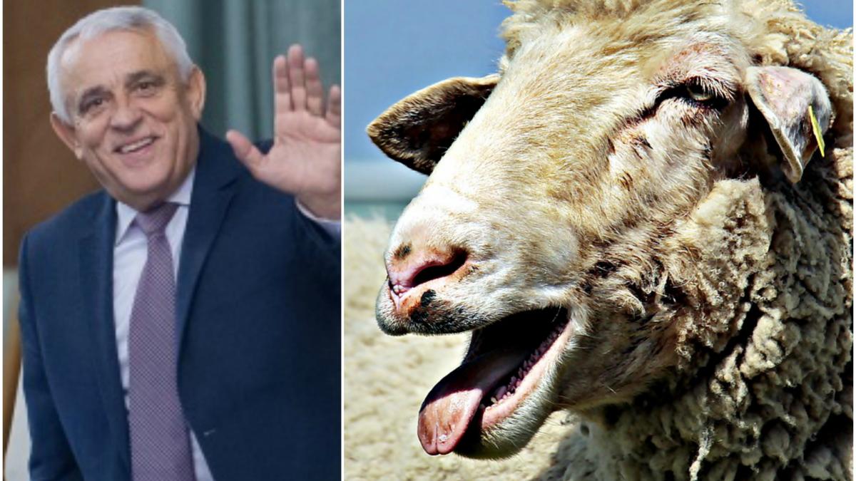 de ce merge oaia cu capul in jos ministrul petre daea o noua declaratie savuroasa