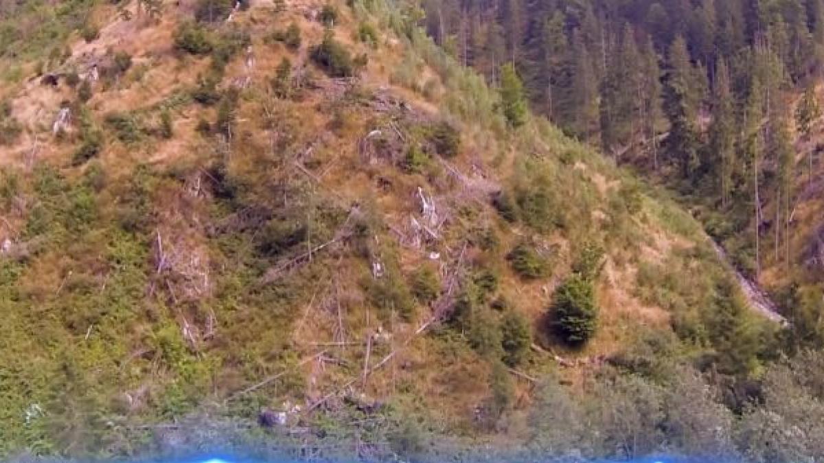 exclusiv dezvaluiri incredibile despre mafia retrocedarilor zeci de mii de hectare de padure in