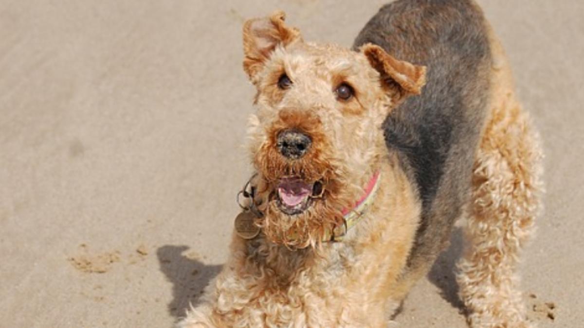 cum s a razbunat un caine pe stapana care l a uitat in masina mai mult decat trebuia imaginile au