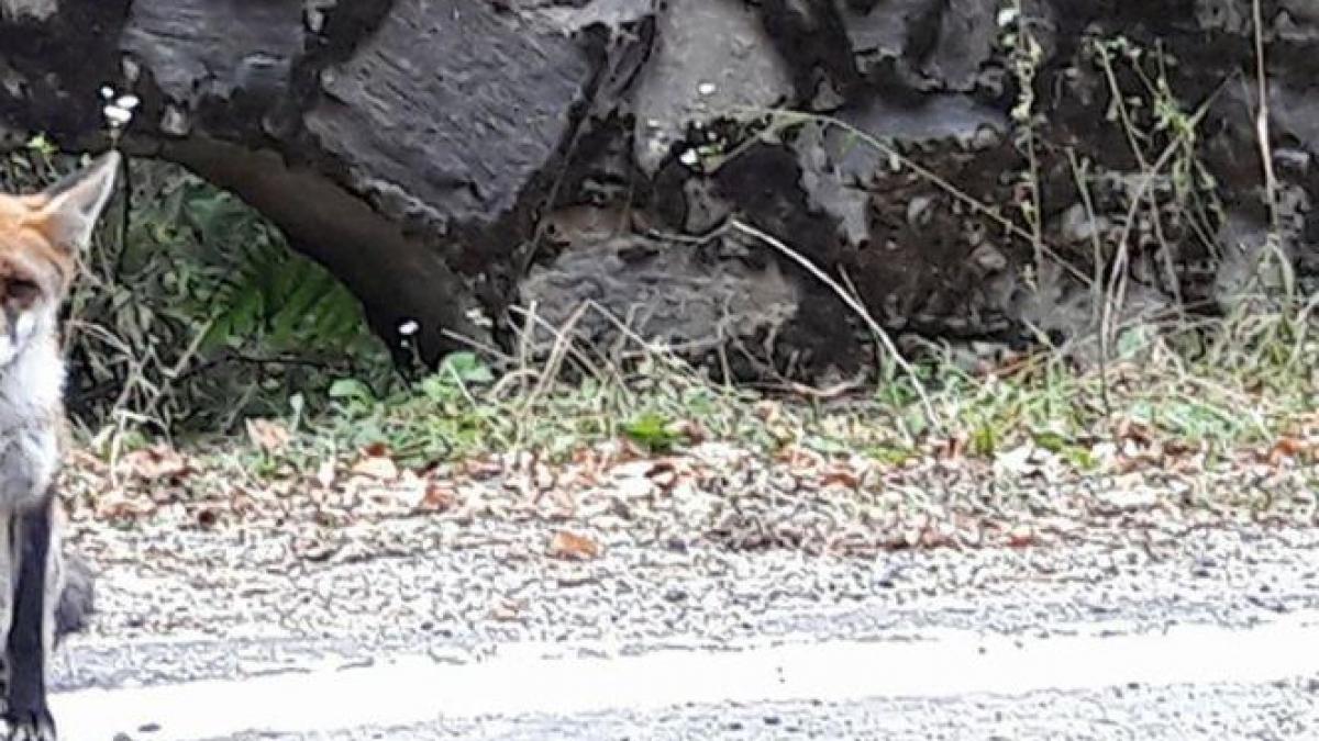 aparitie uluitoare pe marginea unui drum din romania oamenii au oprit masinile ca sa faca poze nu