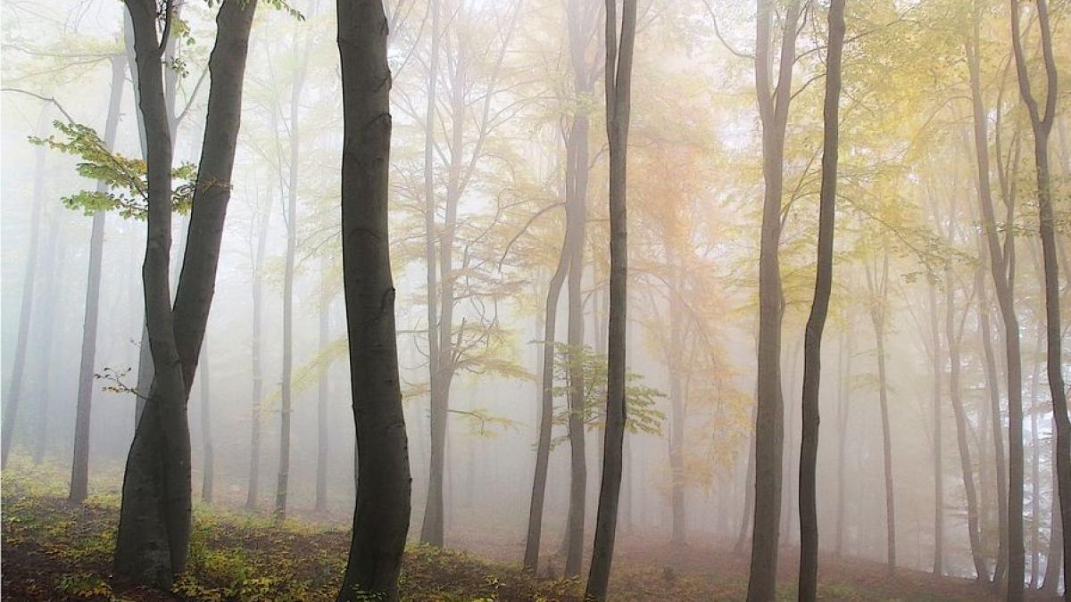 descoperire socanta in italia un roman a fost gasit mort la marginea unei paduri