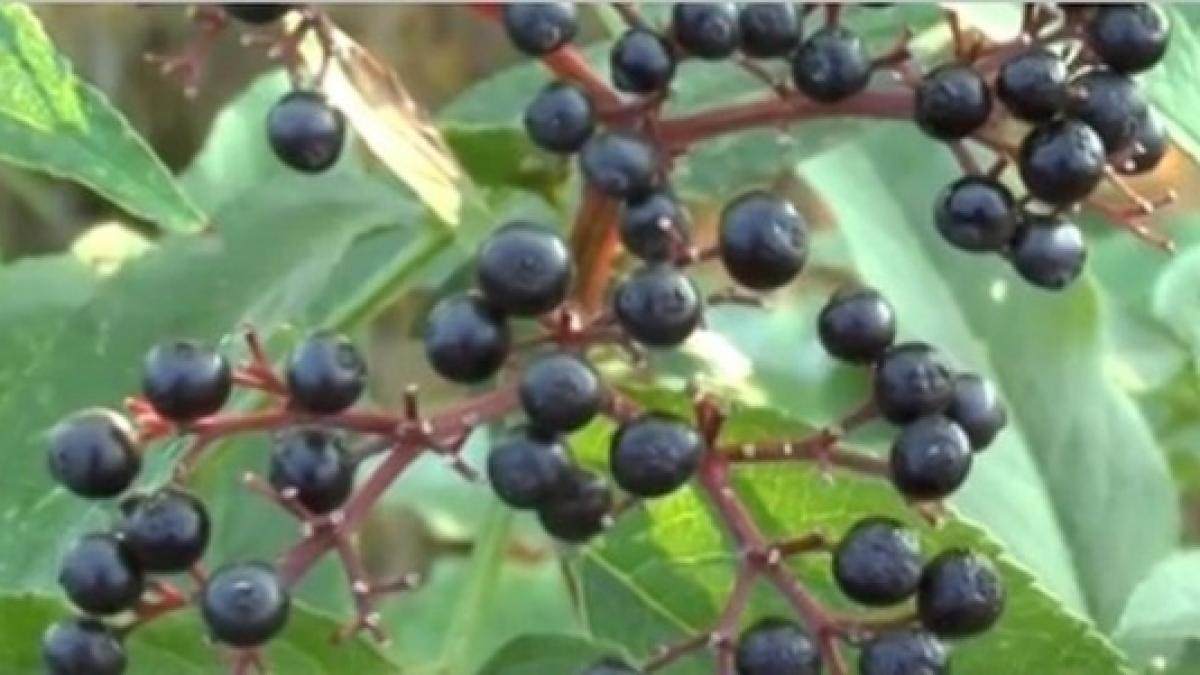 doi copii s au otravit cu matraguna cu ce fruct au confundat planta ce poate fi letala omului