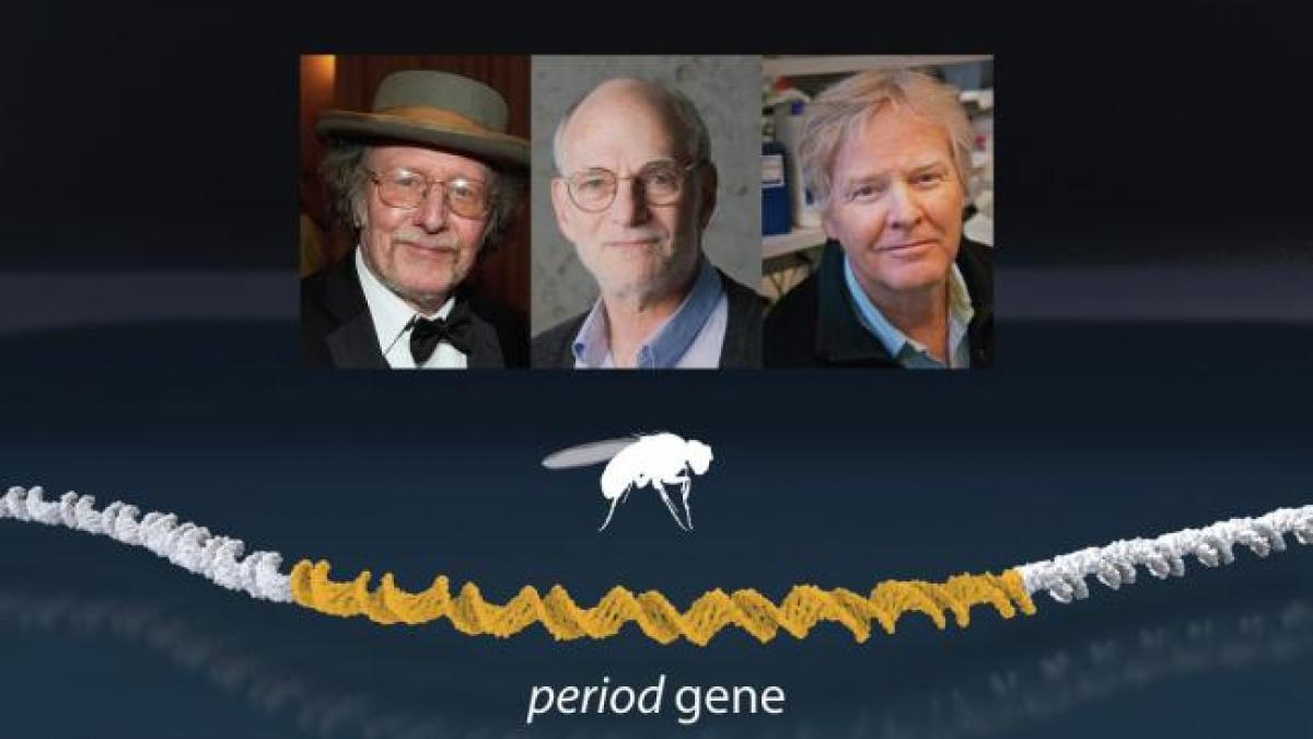 nobel 2017 trei americani au castigat premiul nobel pentru medicina cu o descoperire extraordinara