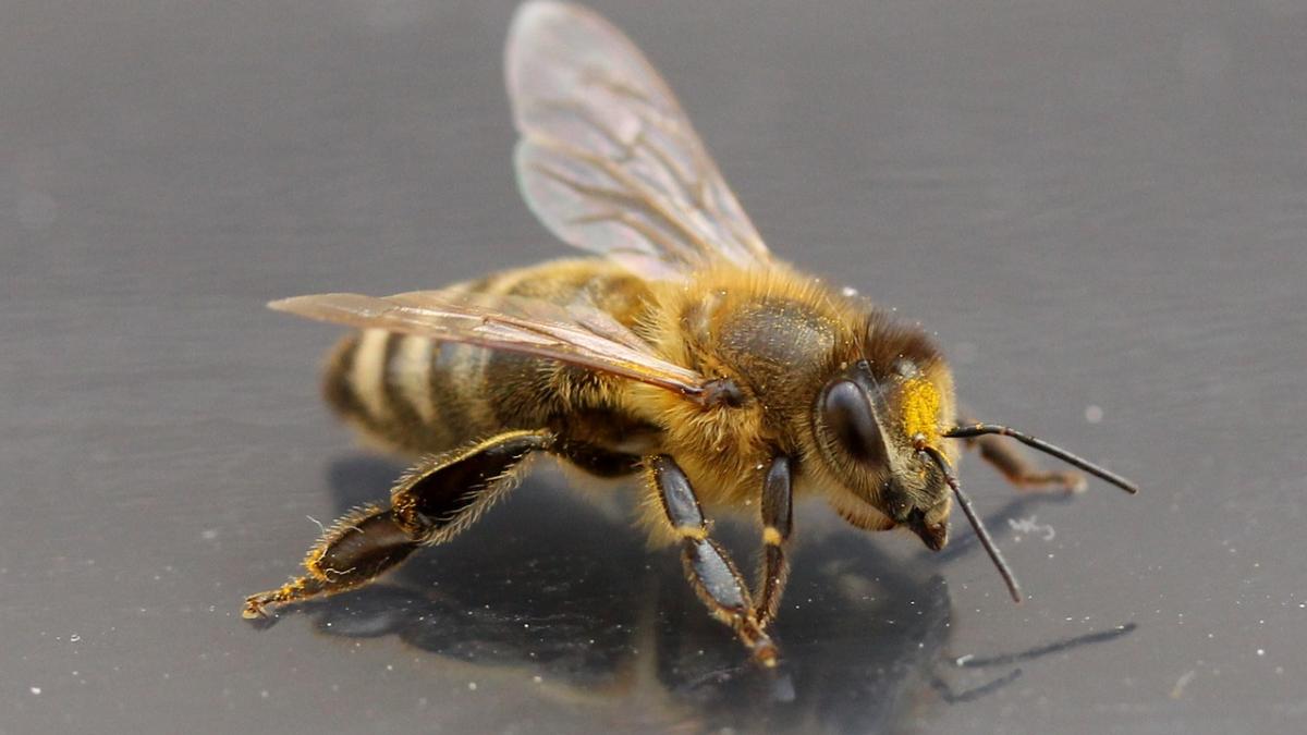 primul lucru pe care trebuie sa l faci cand te inteapa o albina toti trebuie sa stie asta