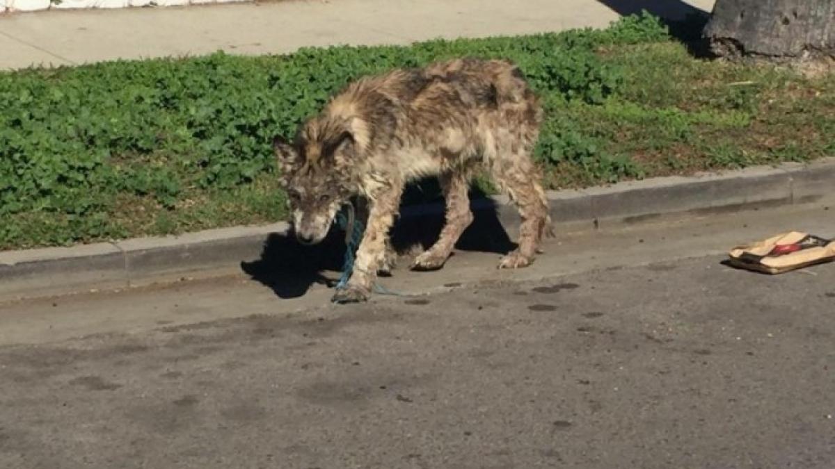 a vrut sa salveze un caine infometat si l a dus la veterinar dupa ce l a spalat si i a ingrijit