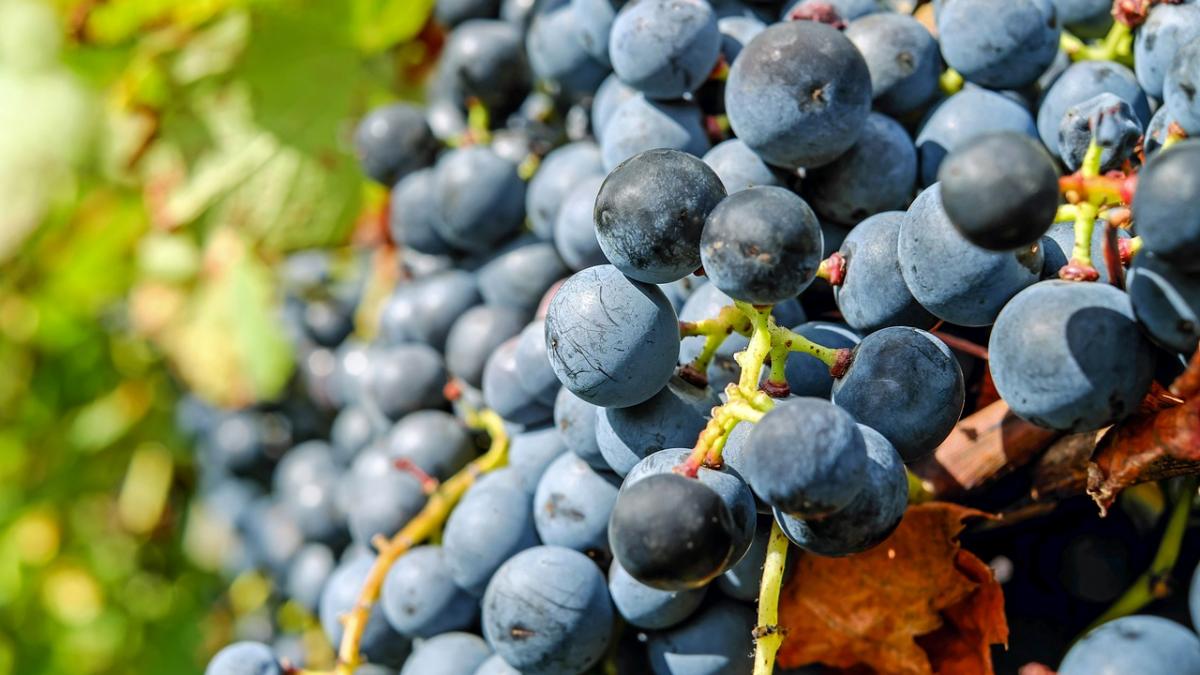 mai multe persoane au murit din cauza mustului nu face si tu aceasta greseala fatala