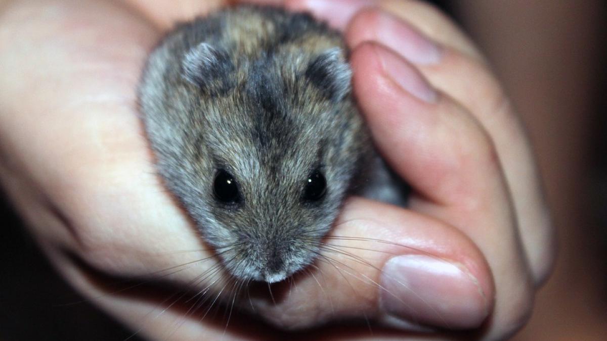 i a cumparat un hamster iubitului sau pentru a testa daca ar putea avea grija de un copil la scurta