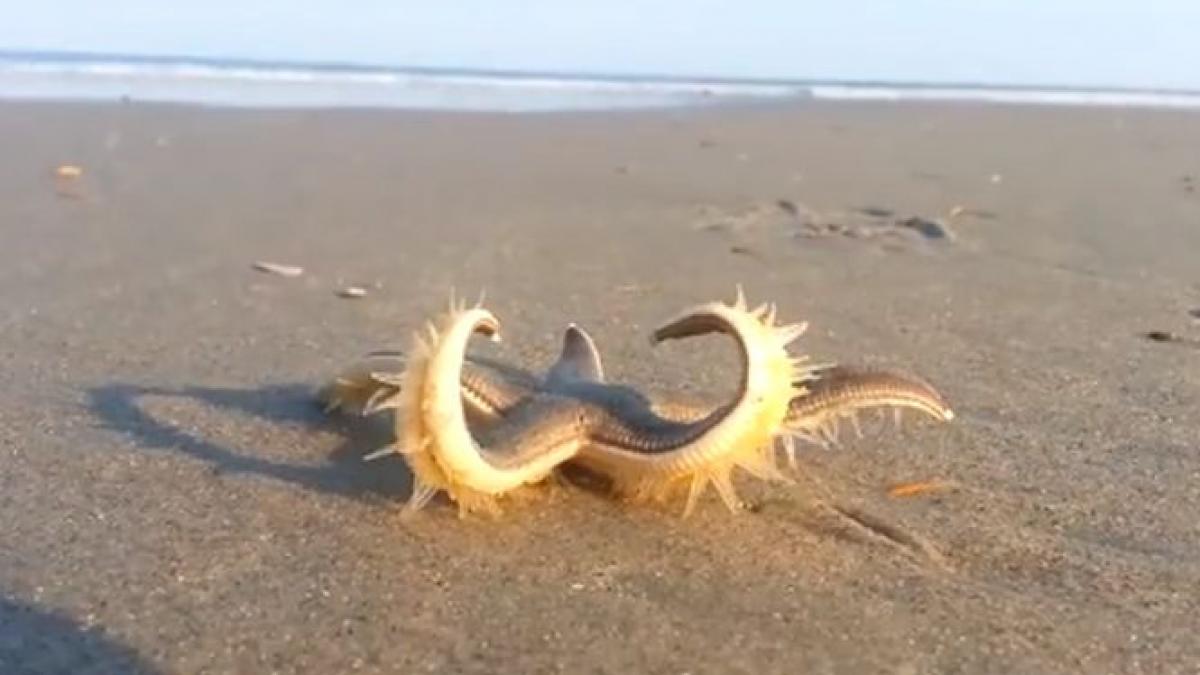 imagini inedite cum se deplaseaza o stea de mare pe plaja video