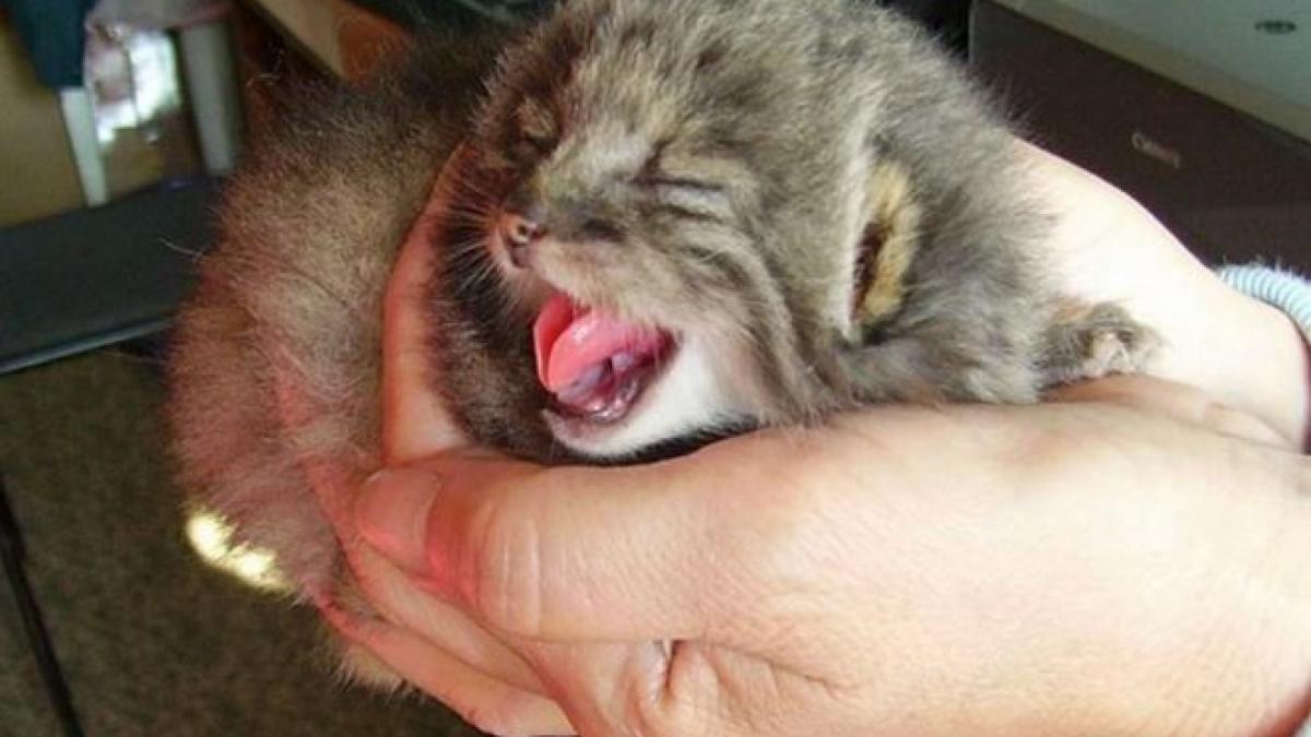 a crezut ca a gasit pui de pisica in hambar surpriza uriasa pe care a avut o cand acestia au