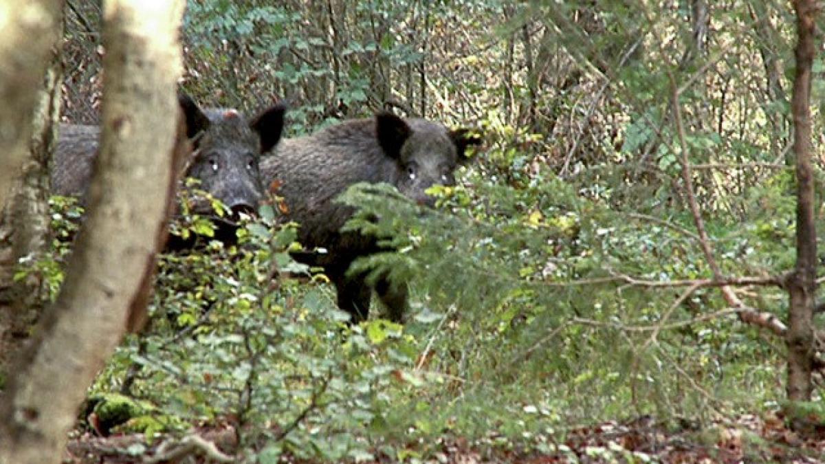 au impuscat un porc mistret in padure cand i au facut disectia au inlemnit si au pus imediat
