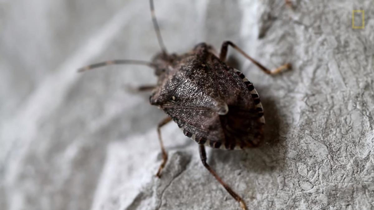 ce e cu gandacii care au invadat bucurestiul