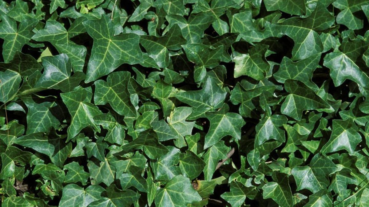 topul plantelor care purifica aerul din casa