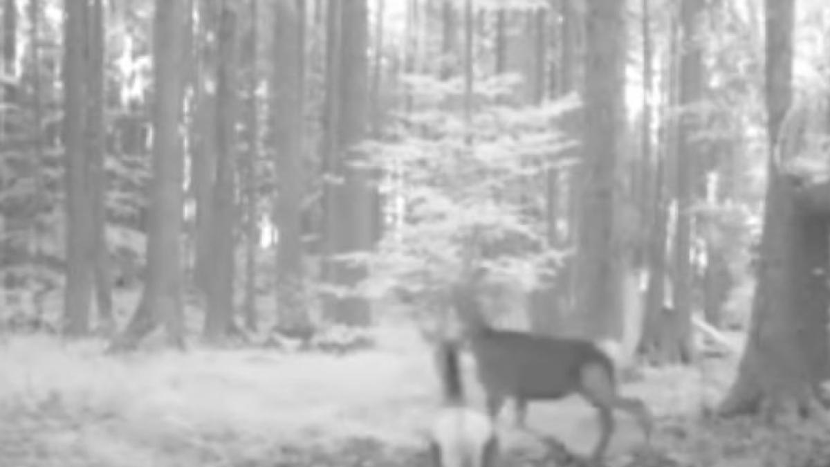 imagini inedite surprinse de camerele de supraveghere ale parcului natural apuseni video