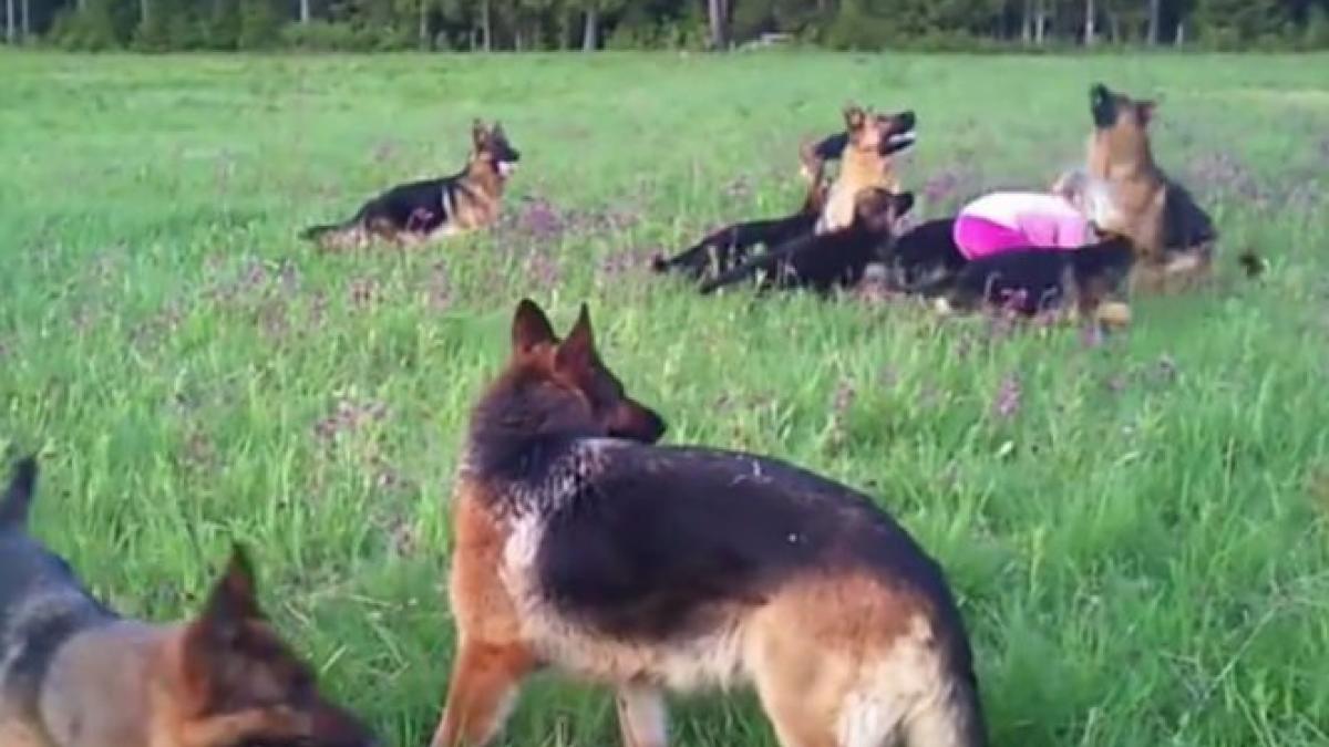 14 ciobanesti germani au inconjurat o fetita copila a ridicat mainile la cer si ceva incredibil s a