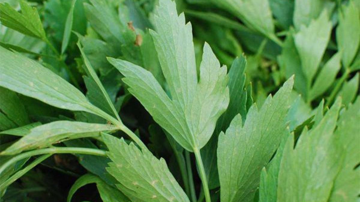 leacul zilei la adevaruri ascunse leusteanul