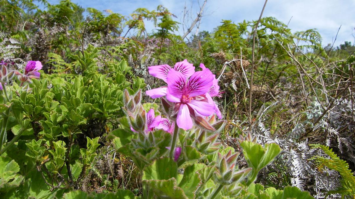 cum sa ingrijesti muscatele peste iarna ca sa aiba cat mai multe flori