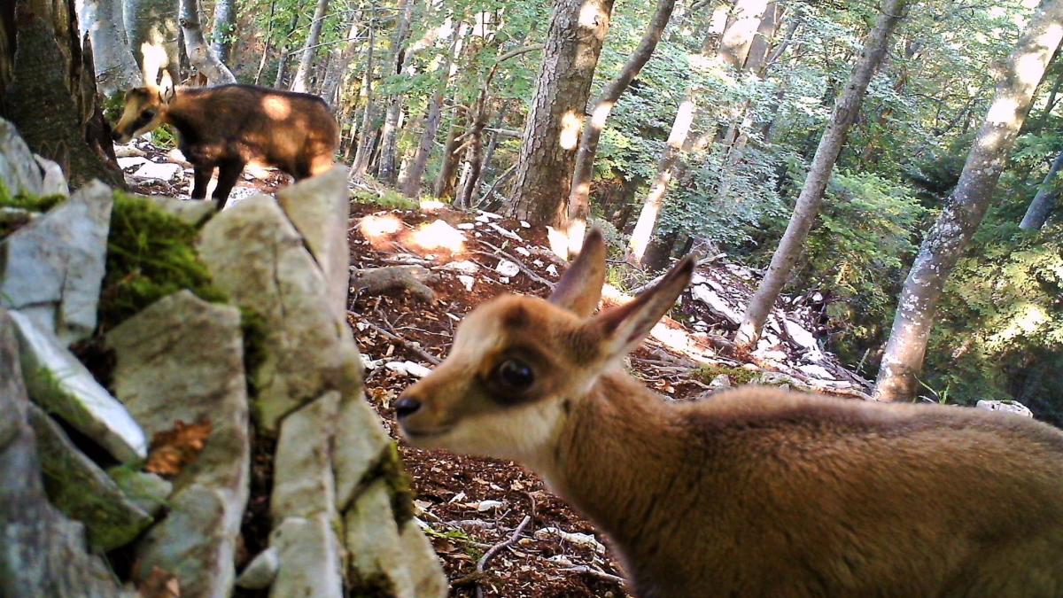 imagini rare surprinse in apuseni vedetele de ocazie au adunat mii de like uri pe facebook
