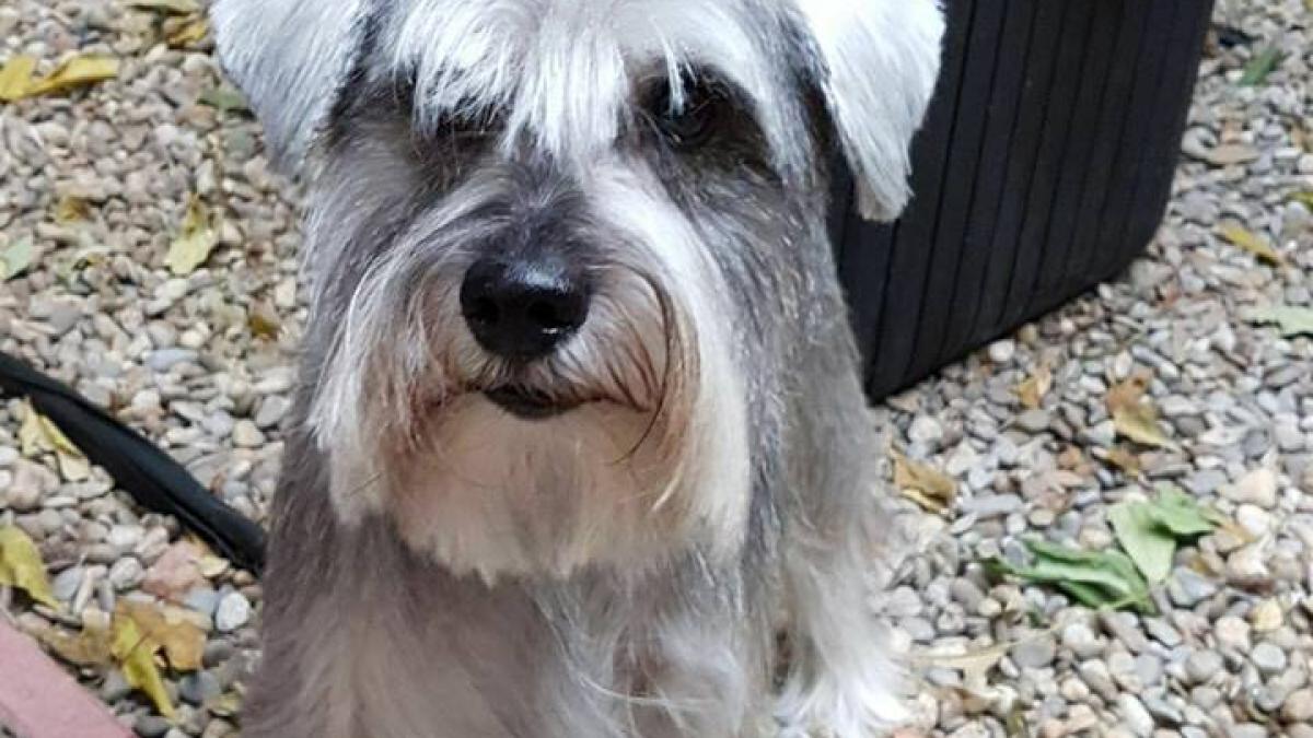 oliver catelul emisiunii in premiera a disparut ajutati ne sa il gasim