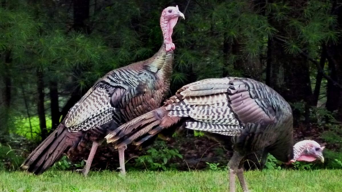 politia din boston este in alerta curcanii salbatici au invadat orasul si ataca oamenii