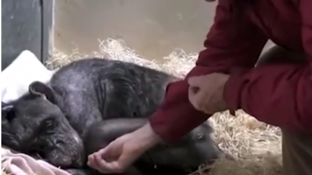 gestul uluitor facut de un cimpanzeu inainte sa moara l a tras aproape pe ingrijitorul lui si video