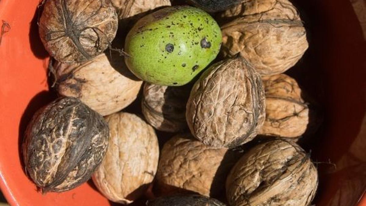 a fiert cateva coji de nuci verzi si a baut lichidul nici nu se astepta la acest efect