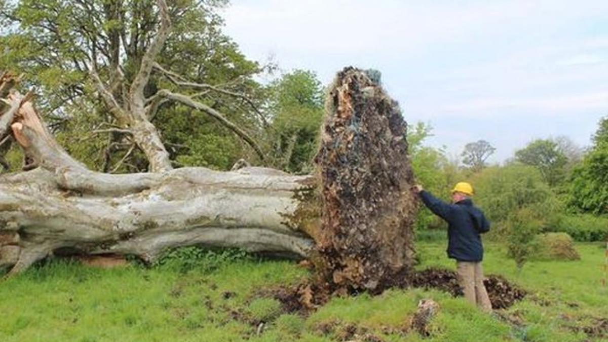 descoperire socanta la radacina unui copac doborat de furtuna era acolo de 900 de ani