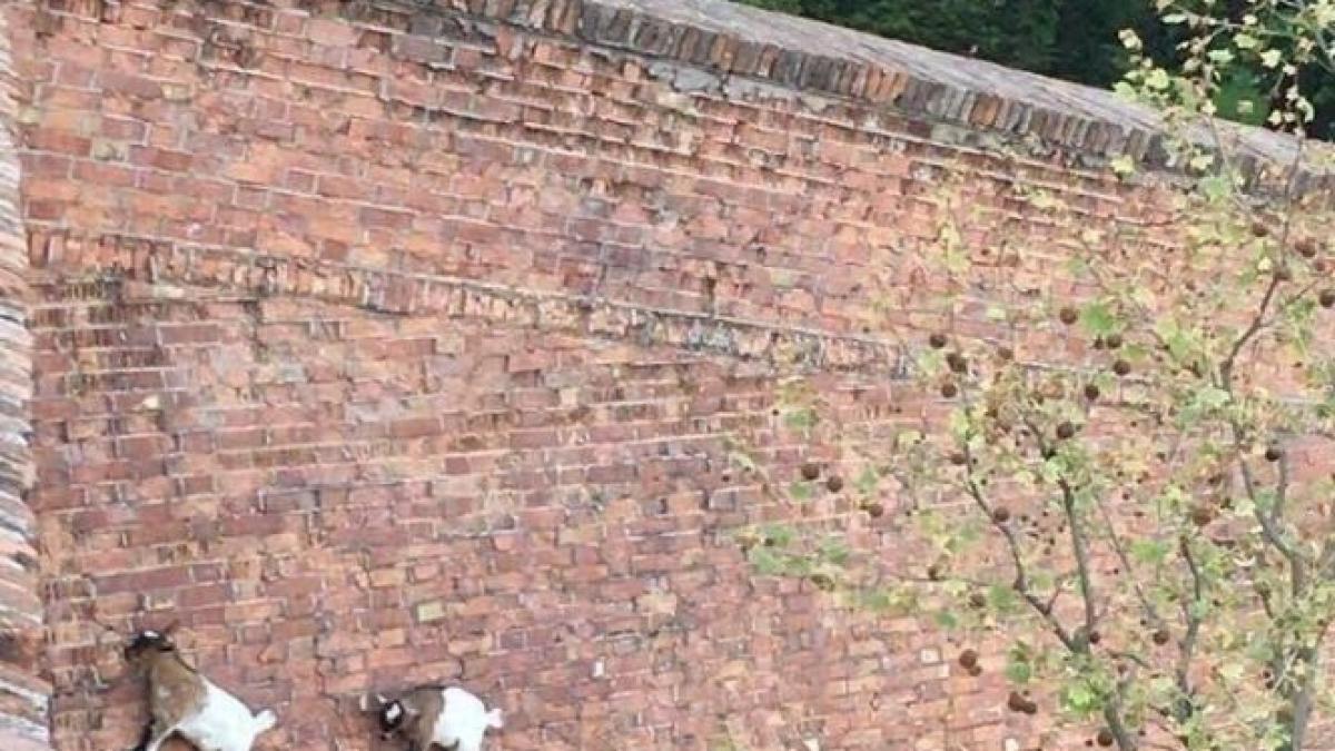 treceau pe langa un zid aproape vertical cand s au uitat in sus au ramas fara suflare nu se poate