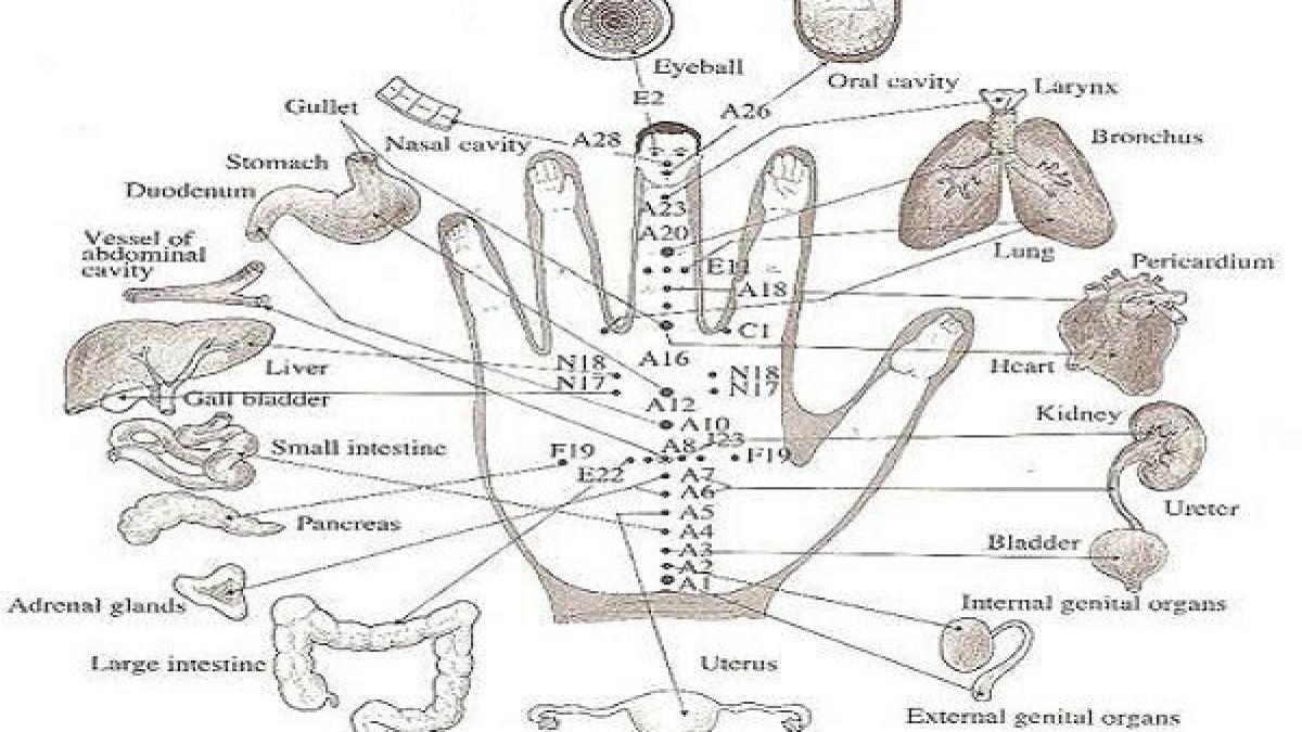 incredibil fiecare deget este conectat cu doua organe asa te vindeci rapid in 5 minute