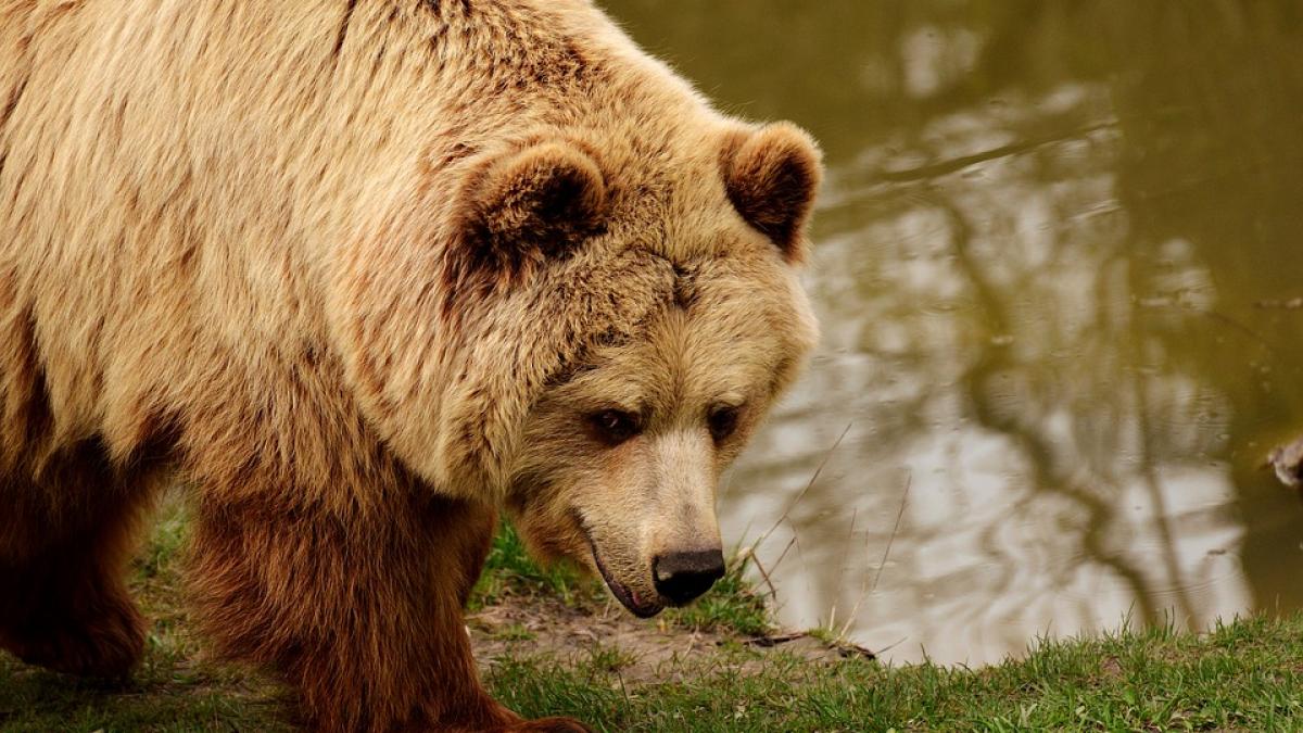 doua persoane au fost atacate de un urs intr un cartier din fagaras