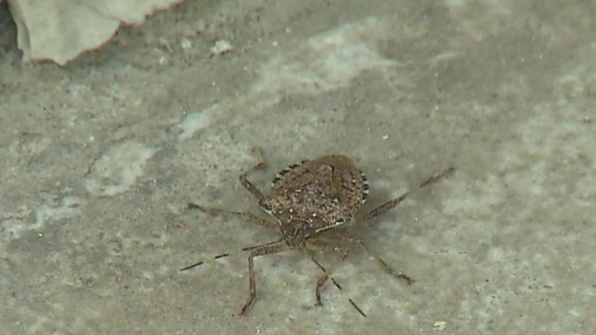 tot mai multi romani se plang de invazia gandacilor mirositori mare atentie aceste insecte pot