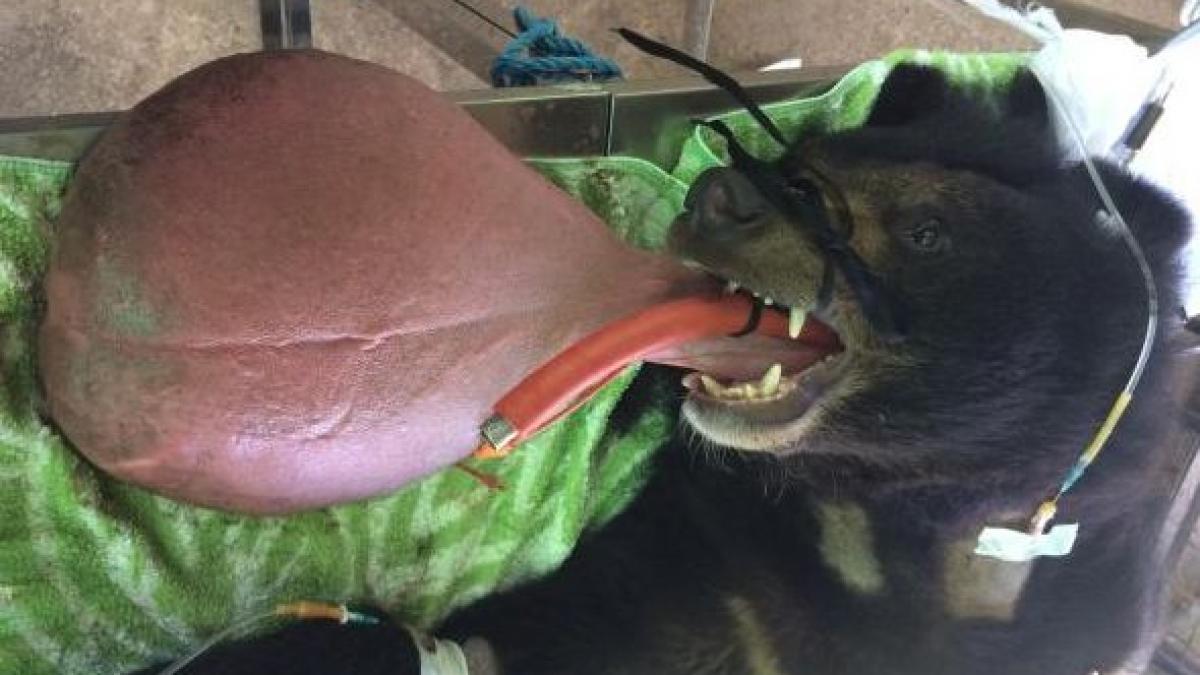 caz fara precedent medicii nu au mai vazut niciodata asa ceva ce a iesit din gura unui urs