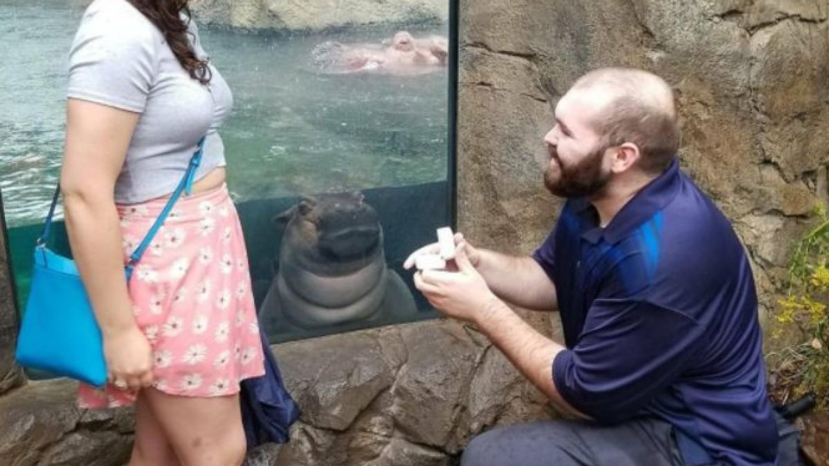 fiona puiul de hipopotam care a cucerit internetul martor surpriza la o cerere in casatorie