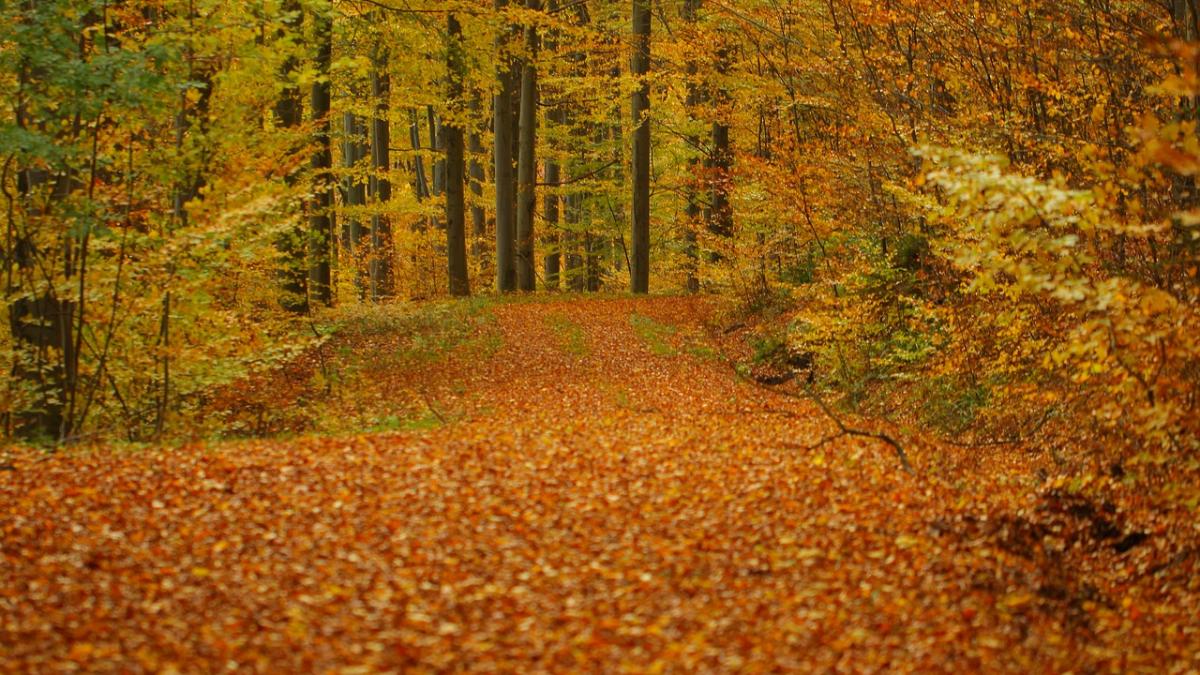 ce faceau parintii fetitei de doi ani disparute in timp ce sute de oameni le cautau copilul