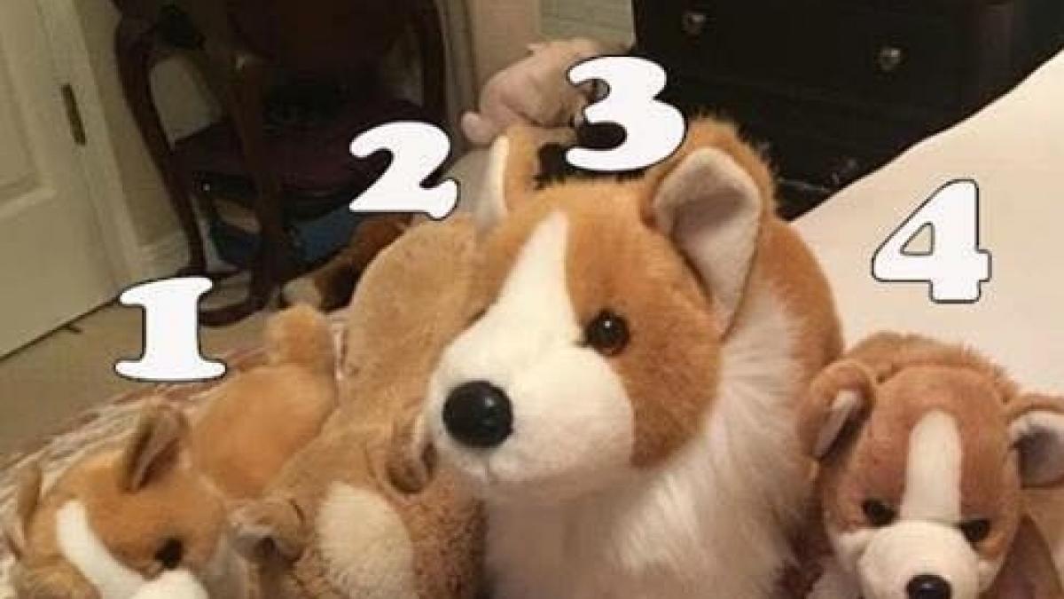 test care este cel adevarat foto integral in articol