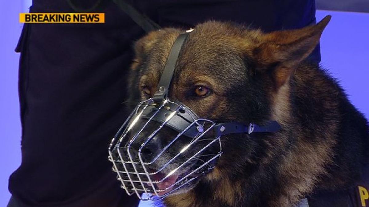 moment inedit in platoul antena 3 catelul care a salvat viata unei fetite de doi ani video