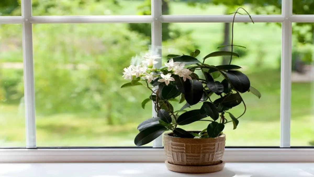 plante pe care trebuie sa le ai in dormitor te ajuta sa dormi mai bine