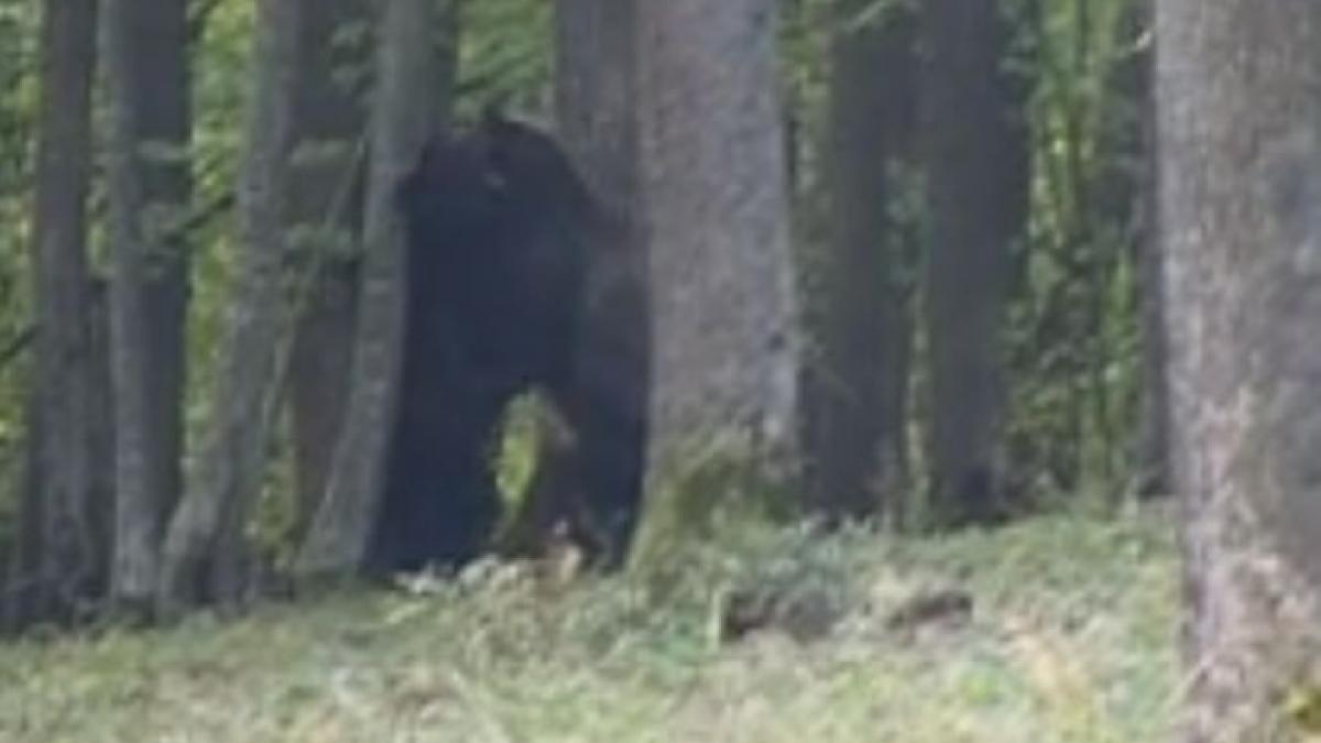 au dat nas in nas cu doi ursi intr o padure din romania cand au vazut ce fac animalele au inceput