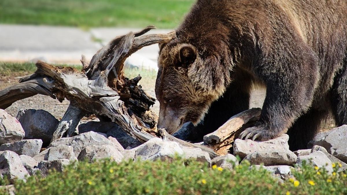 incident grav in prahova un cioban a fost atacat de urs