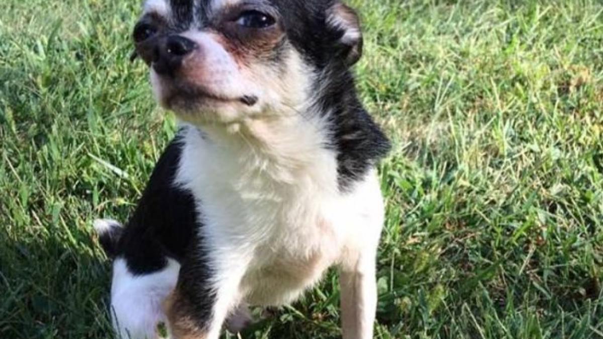 caz socant motivul pentru care acest caine chihuahua si a mancat stapanul